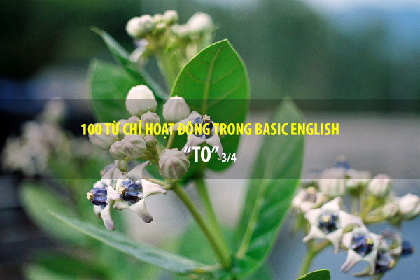BASIC ENGLISH - 100 từ chỉ sự hoạt động - TO (P3/4)