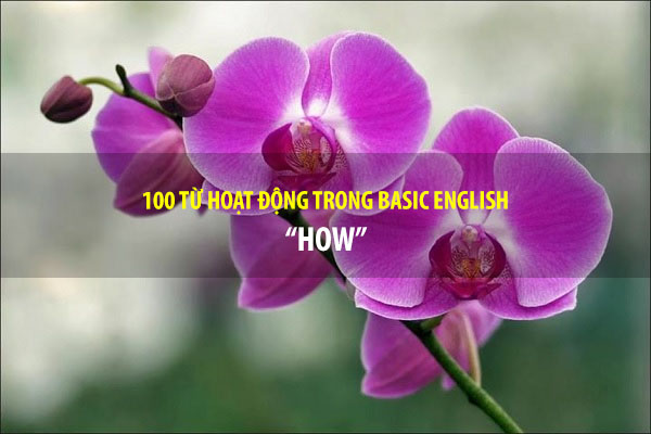 BASIC ENGLISH - 100 TỪ HOẠT ĐỘNG - HOW