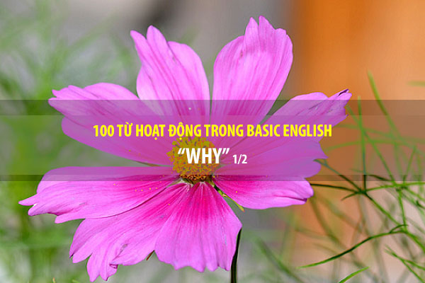 BASIC ENGLISH - 100 TỪ HOẠT ĐỘNG - WHY (P1/2)