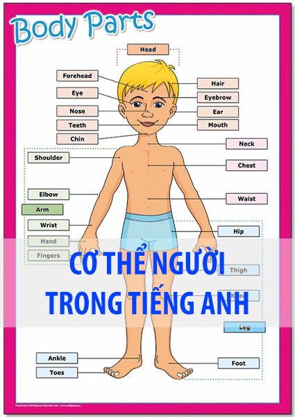 Cơ thể người trong tiếng Anh