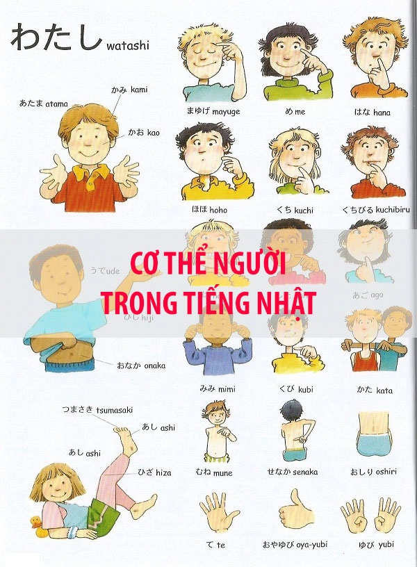 Cơ thể người trong tiếng Nhật