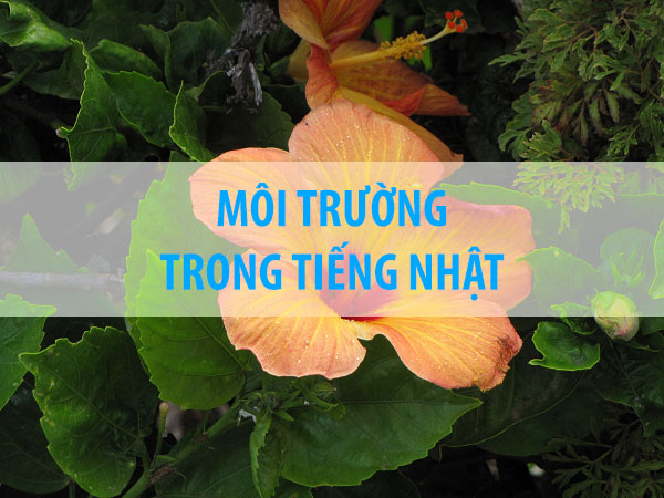 Môi trường trong tiếng Nhật