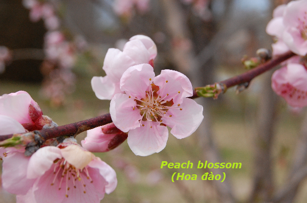 Peach blossom (Hoa đào)