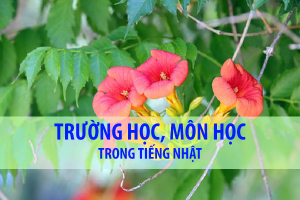Trường học/Môn học trong tiếng Nhật